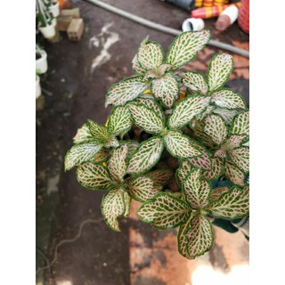 Lá May Mắn