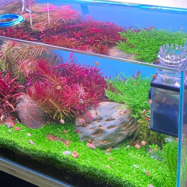 Đèn Thuỷ sinh Nano 5054 WRGB - UvA