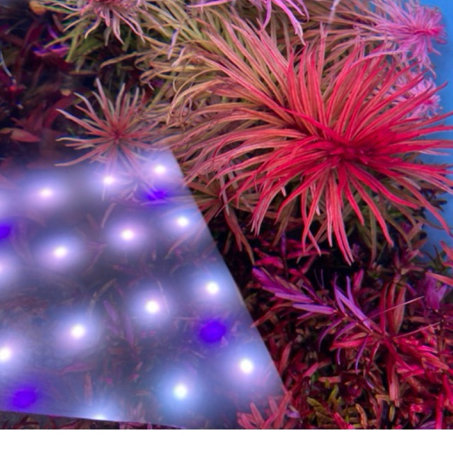 Đèn Thuỷ sinh Nano 5054 WRGB - UvA