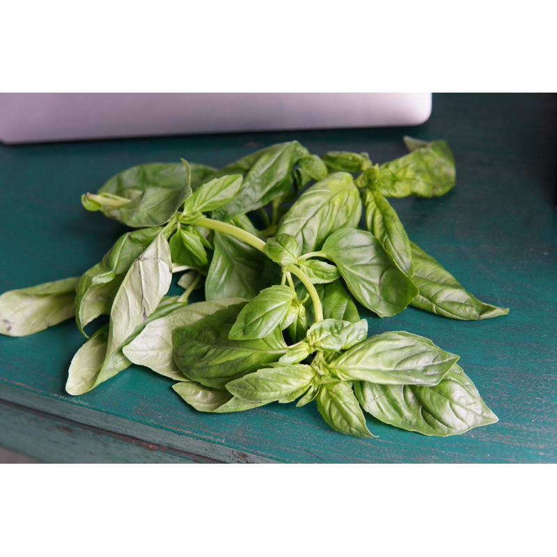 Lá Húng Quế Tây BASIL Tươi Mới Cắt Tại Sài Gòn Jun Garden