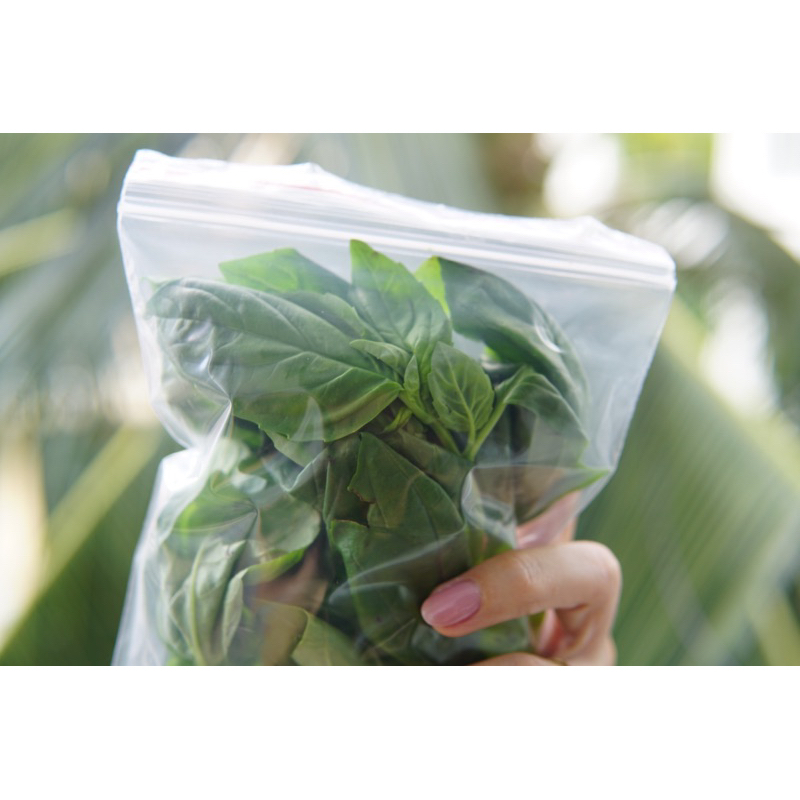 Lá Húng Quế Tây BASIL Tươi Mới Cắt Tại Sài Gòn Jun Garden