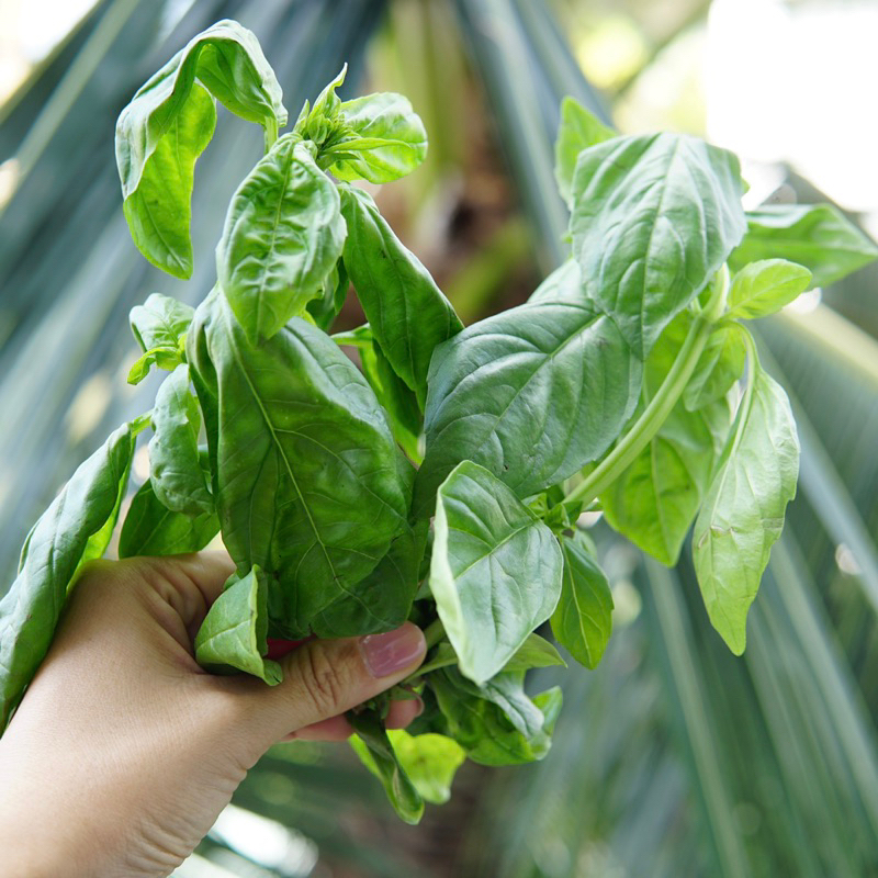 Lá Húng Quế Tây BASIL Tươi Mới Cắt Tại Sài Gòn Jun Garden