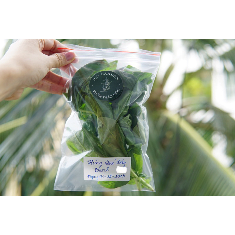 Lá Húng Quế Tây BASIL Tươi Mới Cắt Tại Sài Gòn Jun Garden