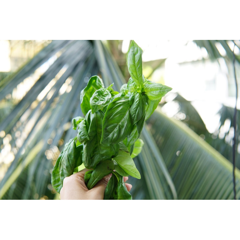 Lá Húng Quế Tây BASIL Tươi Mới Cắt Tại Sài Gòn Jun Garden