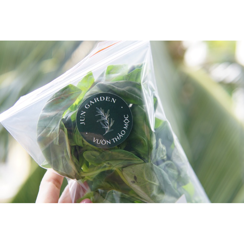 Lá Húng Quế Tây BASIL Tươi Mới Cắt Tại Sài Gòn Jun Garden
