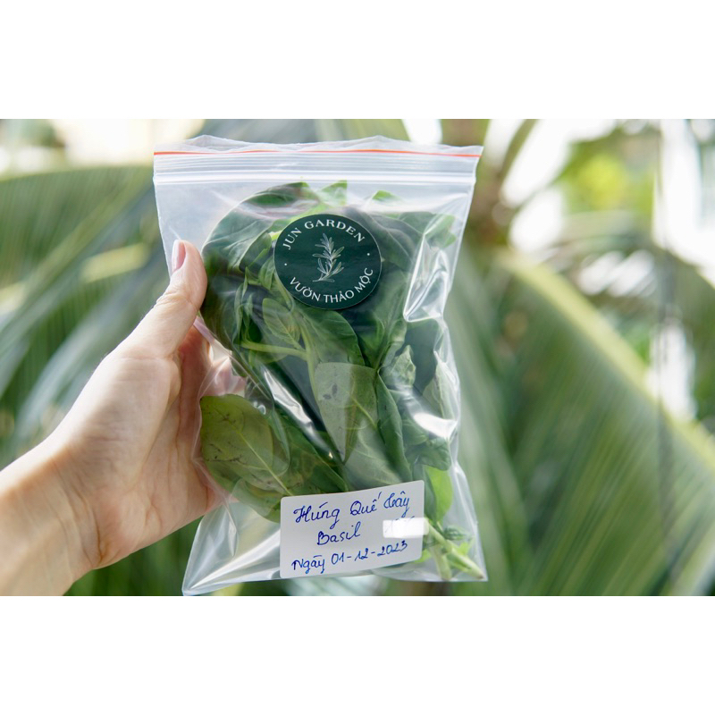 Lá Húng Quế Tây BASIL Tươi Mới Cắt Tại Sài Gòn Jun Garden