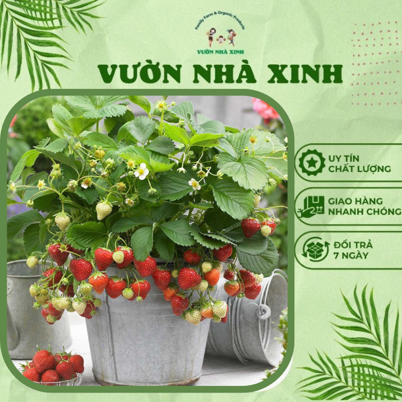 Combo 5 cây dâu tây cấy mô Nhật Lùn ( MÔ LY )