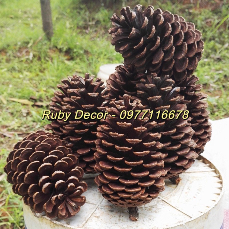 Quả thông khô trang trí Noel 2024