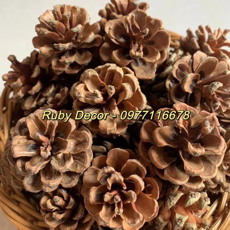 Quả thông khô trang trí Noel 2024