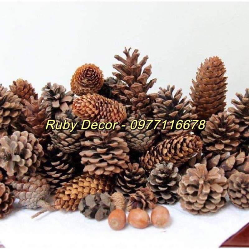 Quả thông khô trang trí Noel 2024