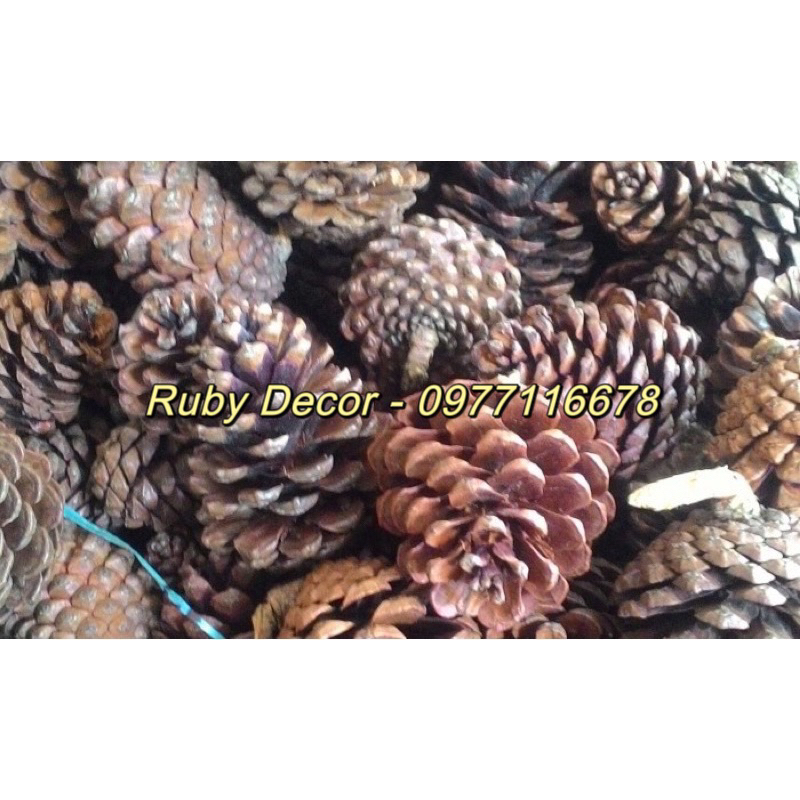 Quả thông khô trang trí Noel 2024