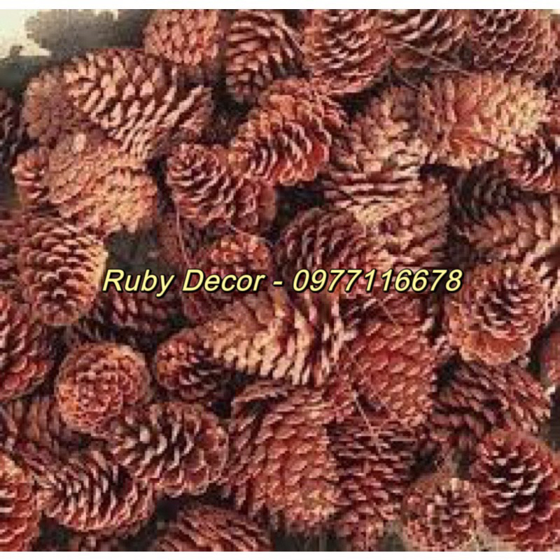 Quả thông khô trang trí Noel 2024