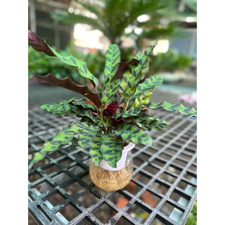 Chậu thuỷ tinh cây đuôi công lá dài thuỷ sinh