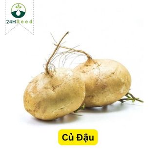 Hạt giống củ đậu - củ sắn gói 20 hạt 24hseed