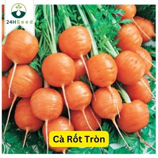 Hạt giống cà rốt tròn baby 24HSeed