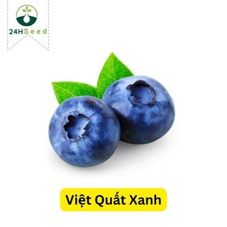Hạt giống cây việt quất xanh gói 30 hạt 24HSeed