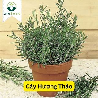 Hạt giống cây hương thảo gói 15 hạt 24HSeed