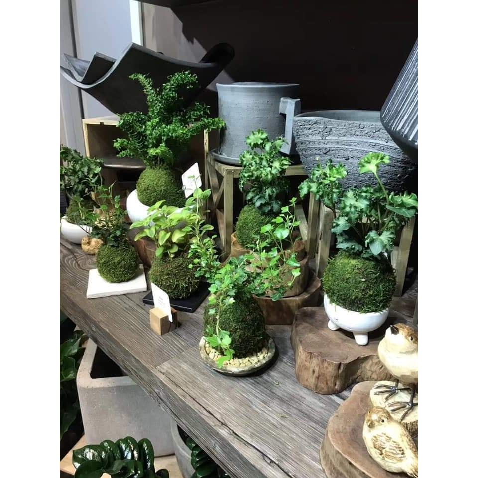 Cầu rêu kokedama size 18cm