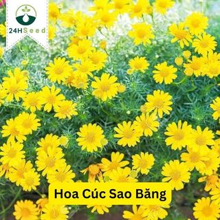 Hạt giống hoa cúc sao băng 24HSeed
