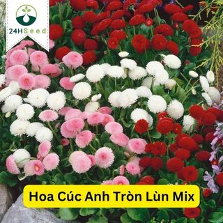 Hạt giống hoa cúc anh tròn lùn mix - cúc Bellis gói 100 hạt 24HSeed