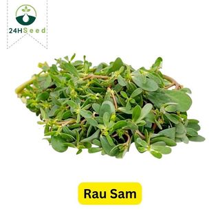 Hạt giống rau sam gói 1 gam 24HSeed