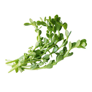Hạt giống rau sam gói 1 gam 24HSeed