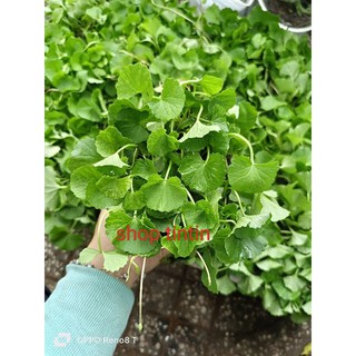 Hoả tốc chậu rau má ta, rau má thơm, vườn tại tp HCM