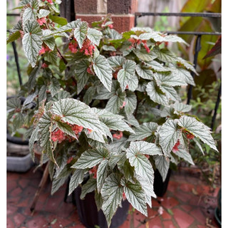 Chậu cây giống Thu Hải Đường Băng Giá - Begonia Frosty