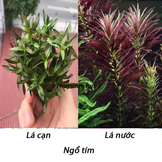 Combo 15 cây ngỗ tím trồng thủy sinh cực kì đẹp