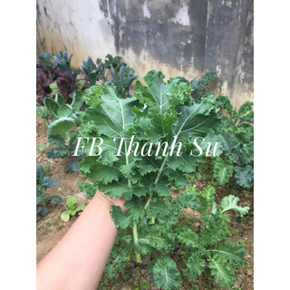 (HÀNG TẶNG) hạt giống kale xoăn xanh Mỹ - thái