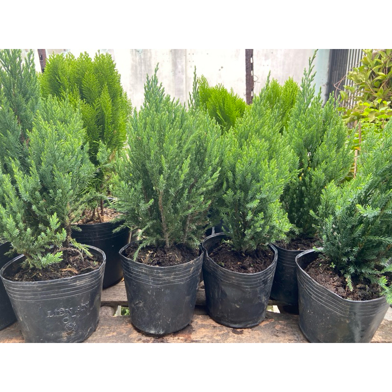 Cây Sơn Tùng nhỏ