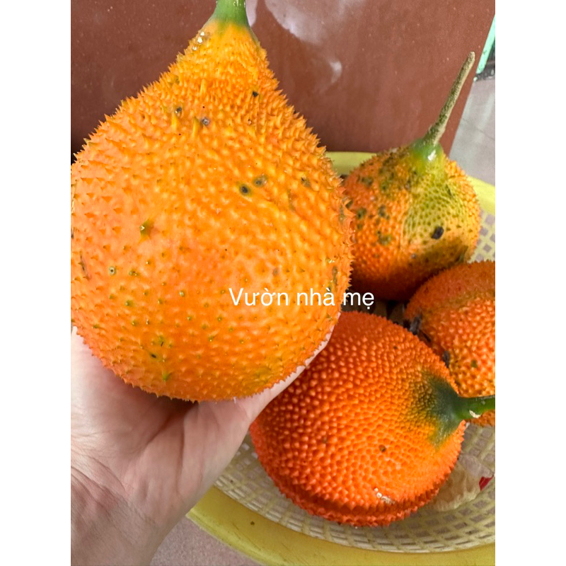 1 trái gấc tươi tạo màu xôi, chè thực phẩm