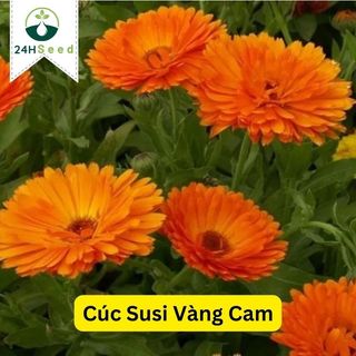 Hạt giống hoa cúc Susi vàng cam 24HSeed