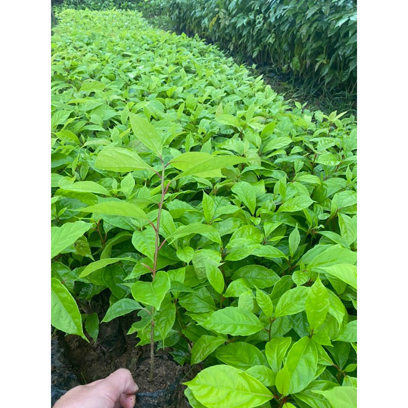 Cây giống Gù Hương , cây xá xị  cao 15-20 cm