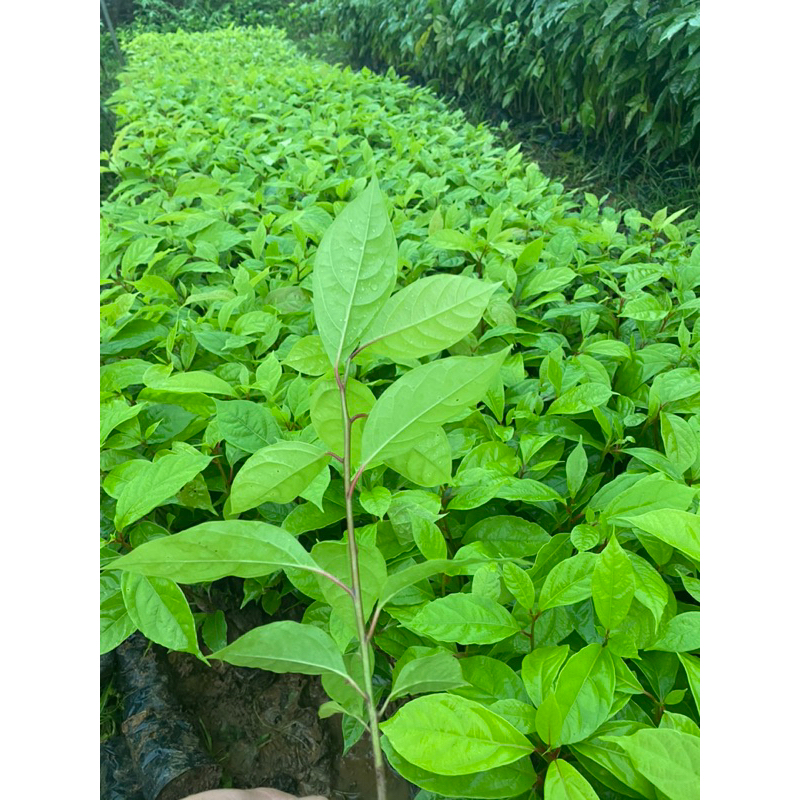 Cây giống Gù Hương , cây xá xị  cao 15-20 cm