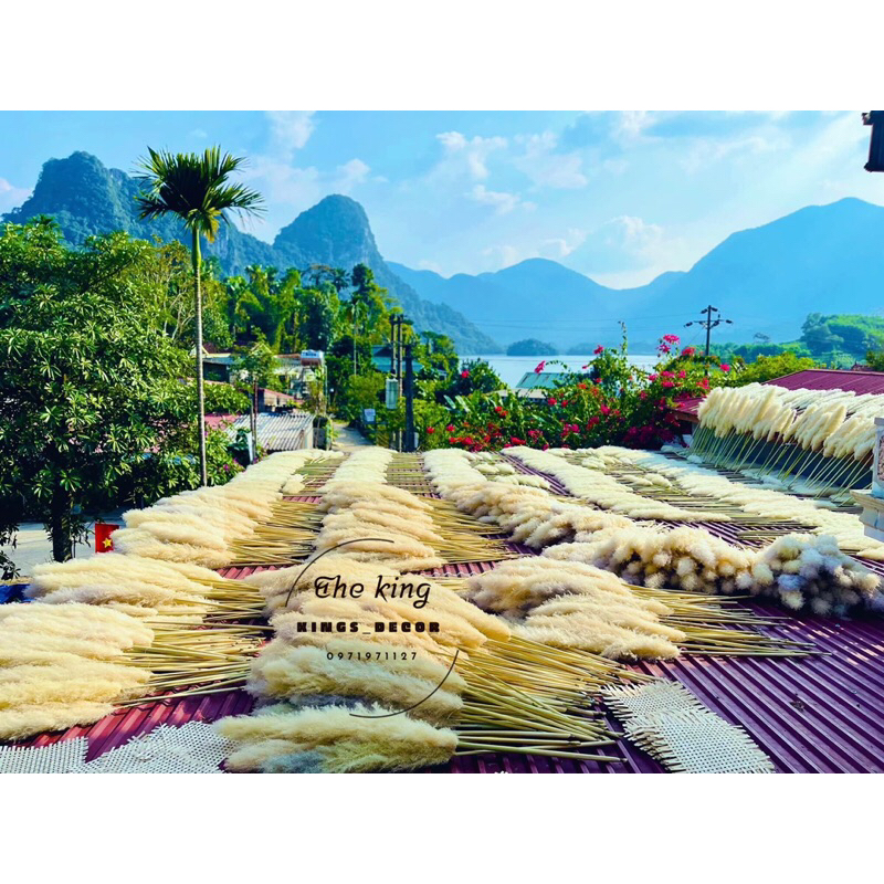 Bông cỏ lau khô, lau xù, cỏ lao, hoa khô trang trí decor nhà, spa, để bàn, chụp hình phong cách vintage…