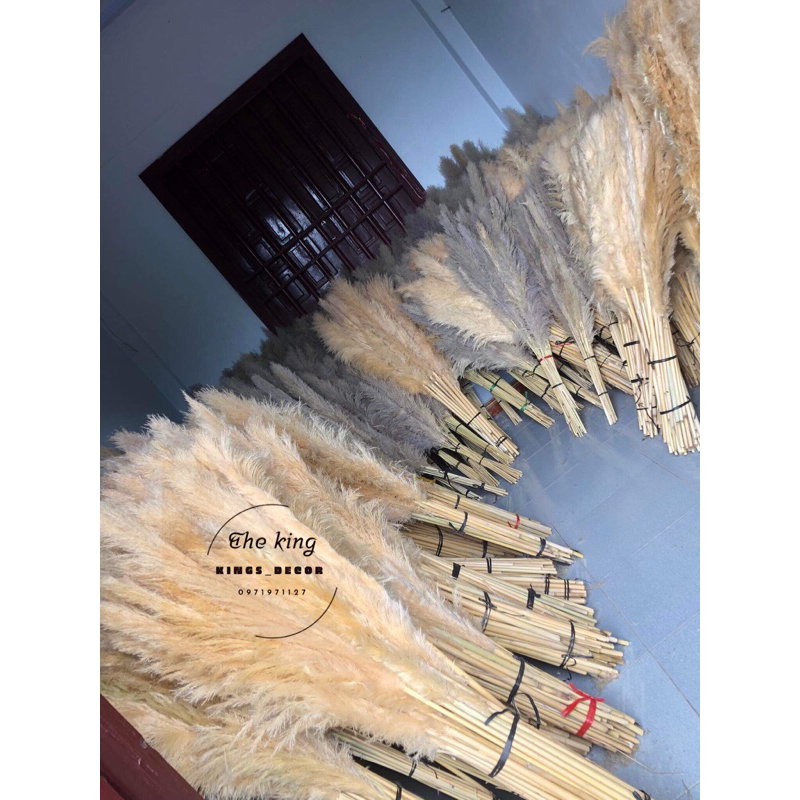 Bông cỏ lau khô, lau xù, cỏ lao, hoa khô trang trí decor nhà, spa, để bàn, chụp hình phong cách vintage…
