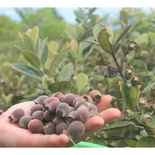 Sim rừng khô ngâm rượu (500g - 1kg )