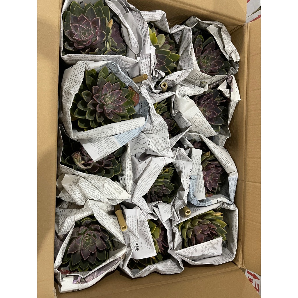 Sen đá size đại