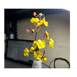 Cành đào vải - đào cổ 30cm trang trí