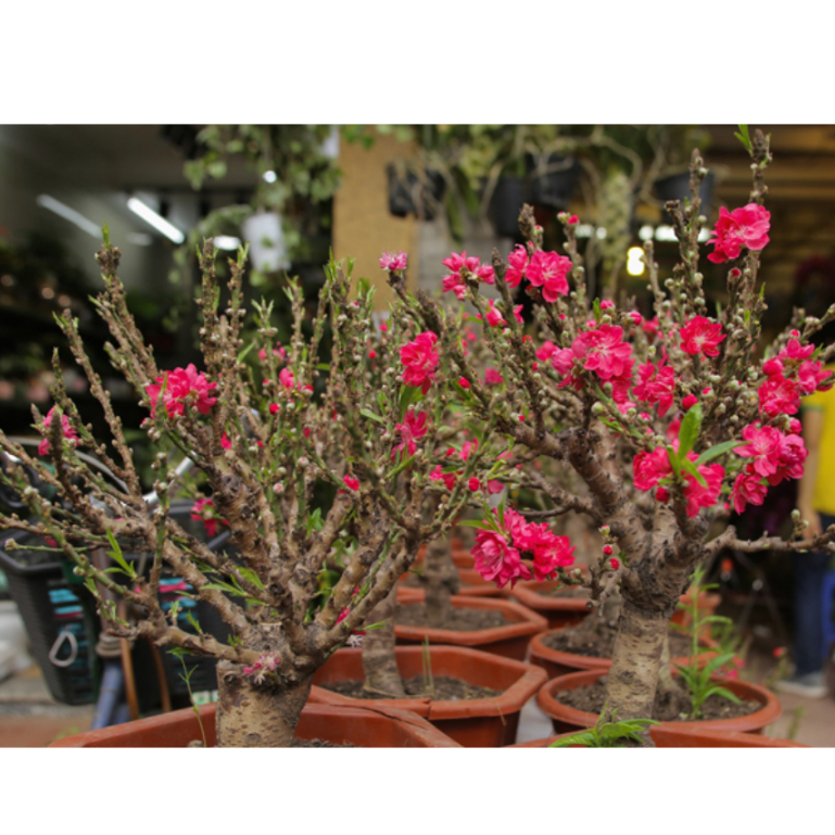 Combo 10 gói thuốc siêu kích hoa