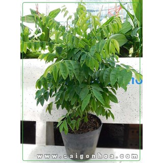 Cây rau ngót làm giống