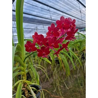 Lan Asco lai màu đỏ cây trưởng thành sắp hoa
