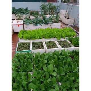 hạt giống rau các loại