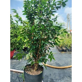 Nho Thân Gỗ 12 vụ đang trái