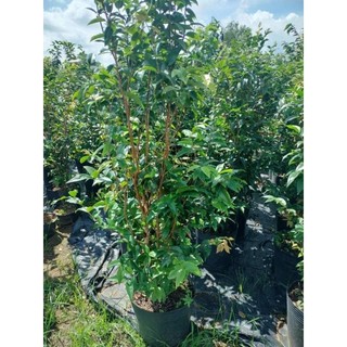 Nho thân gỗ 12 vụ đang trái