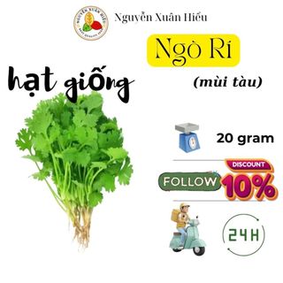 Hạt giống Ngò Rí _20gr_hạt giống rau mùi ta_thu hoạch sau 25 - 30 gieo trồng