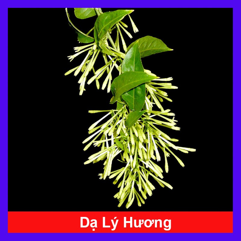 Cây hoa dạ lý hương - cây cảnh có mùi hương quyến rũ say mê lòng người
