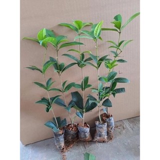hoa mộc hương ta hoa vàng (cao 20-30cm)