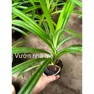 Cây lá dứa bầu đất đã ra rễ mạnh